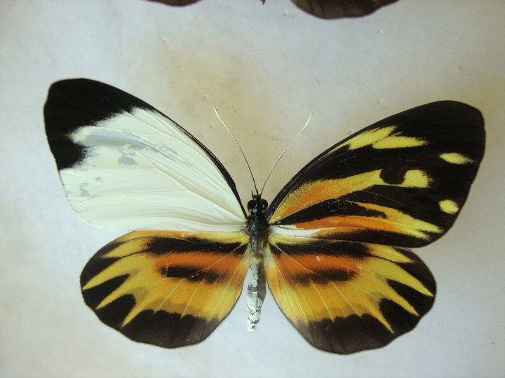 heliconus abb (Internet Image property of respective owner, non-commercial use only)